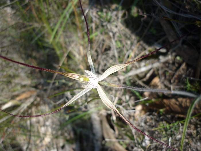 Caladenia longicauda-White-spider-orchid-0014.JPG